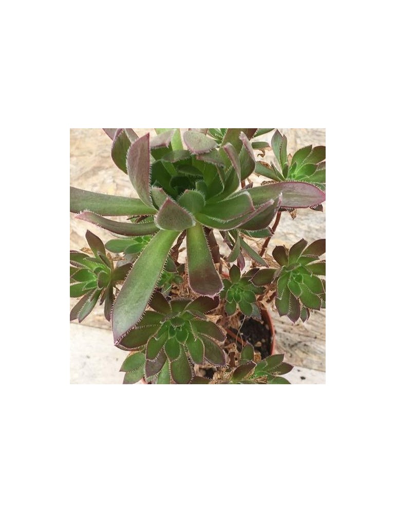 AEONIUM blushing beauty