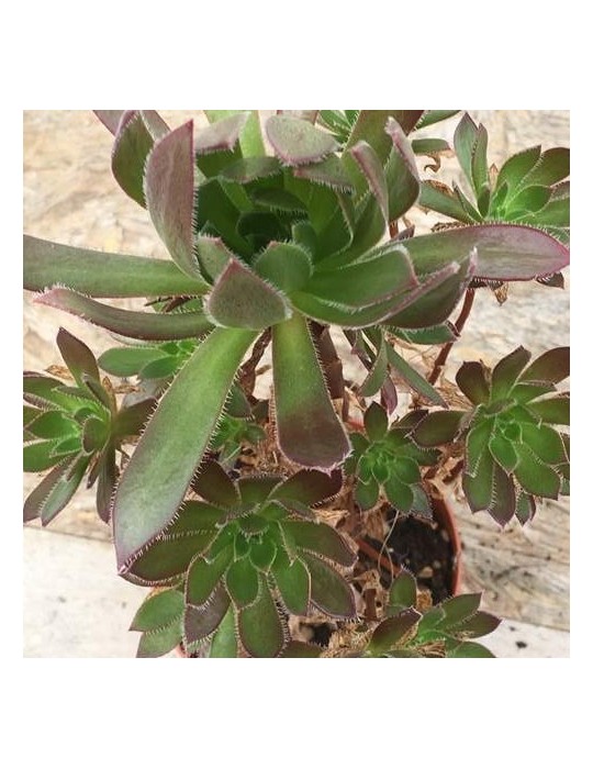 AEONIUM blushing beauty