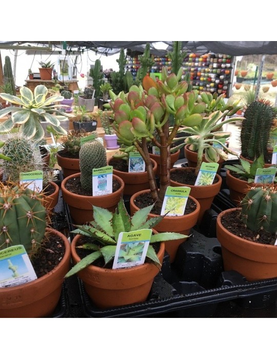 Plantes en pot terre 11 cm Plantes en pot terre 11 cm