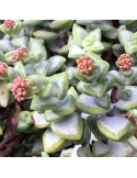 CRASSULA rupestris