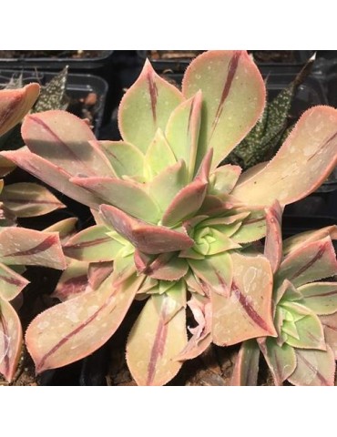 AEONIUM leuchoblefarum