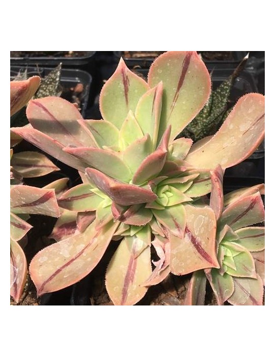 AEONIUM leuchoblefarum