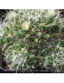 MAMMILLARIA camptotricha