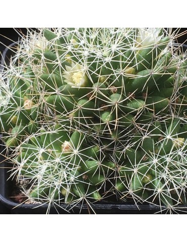 MAMMILLARIA camptotricha