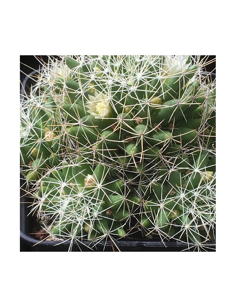 MAMMILLARIA camptotricha