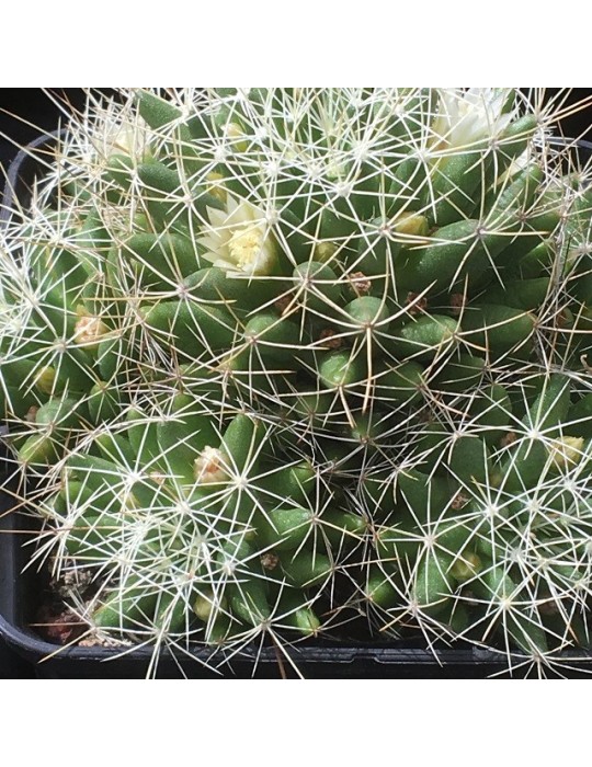 MAMMILLARIA camptotricha