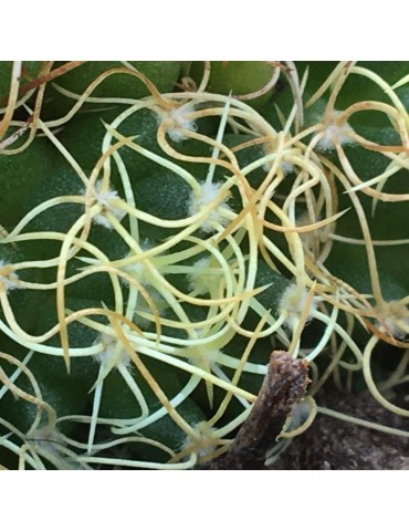 MAMMILLARIA camptotricha 2