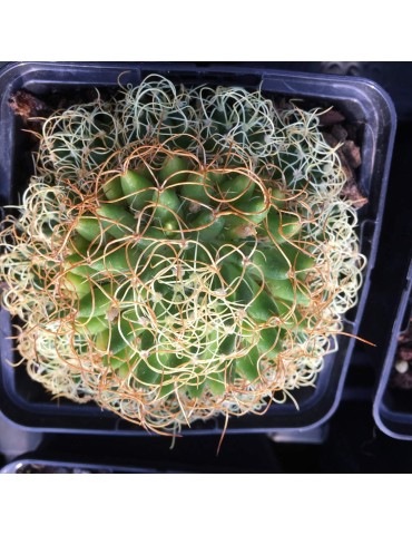 MAMMILLARIA camptotricha cv. marnier lapostellei