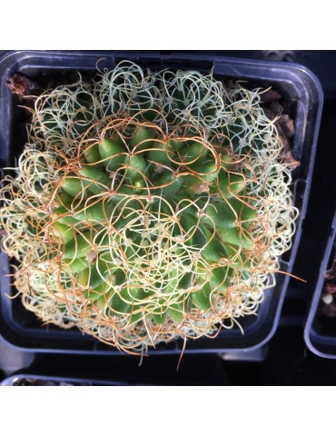 MAMMILLARIA camptotricha cv. marnier lapostollei