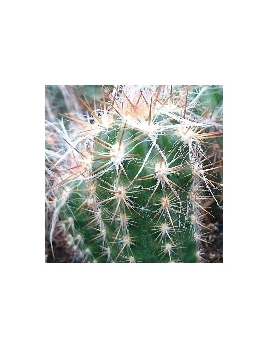 PILOSOCEREUS azureus