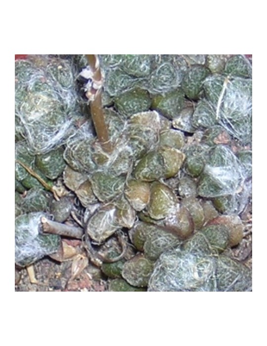 ANACAMPSEROS crinita