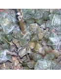 ANACAMPSEROS crinita