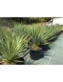 YUCCA rostrata