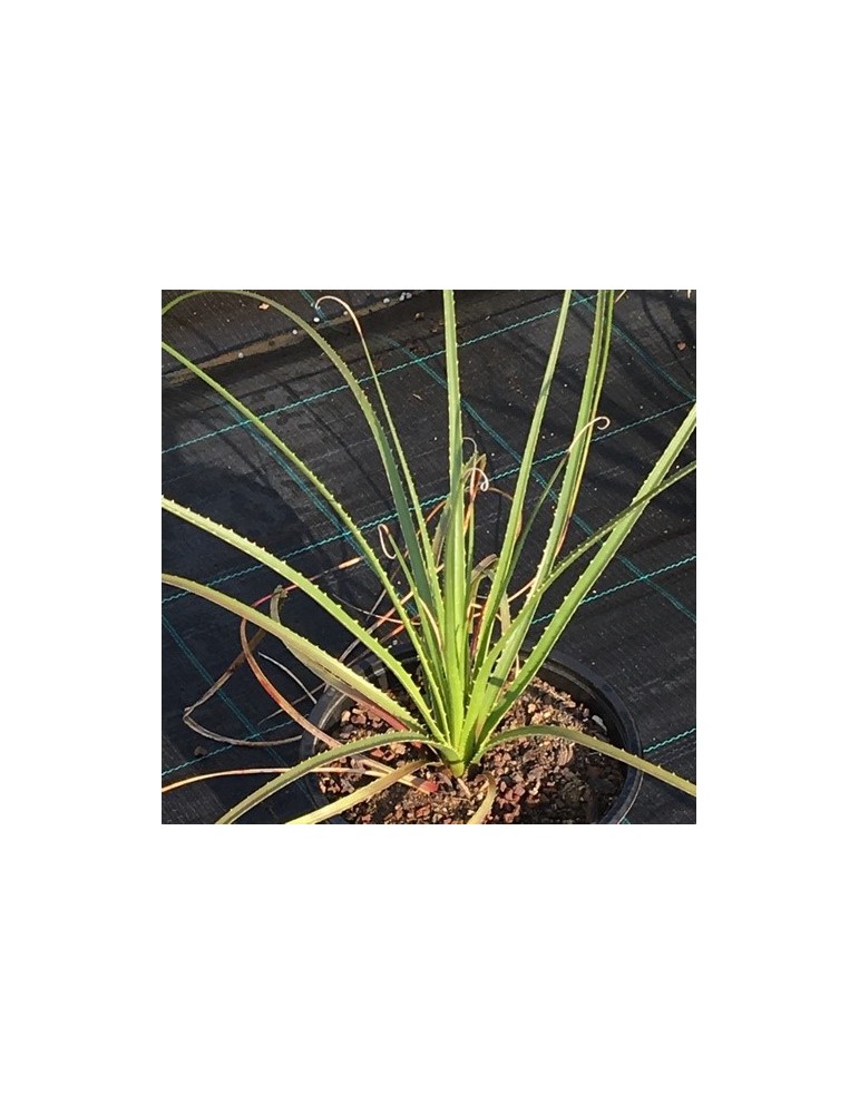 DASYLIRION serratifolium