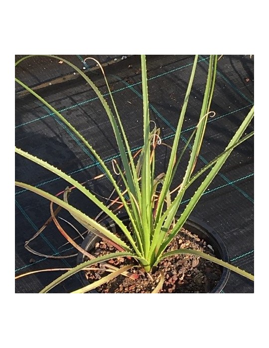 DASYLIRION serratifolium