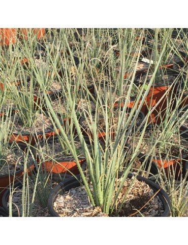 DASYLIRION wheelerii 2