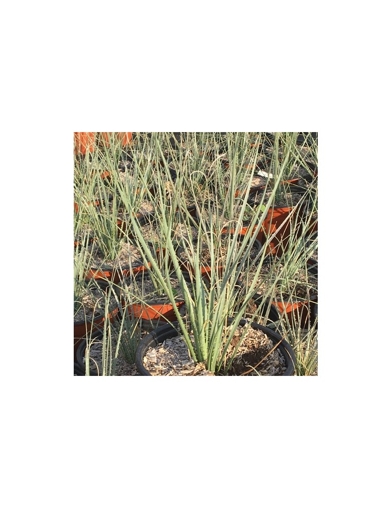DASYLIRION wheelerii