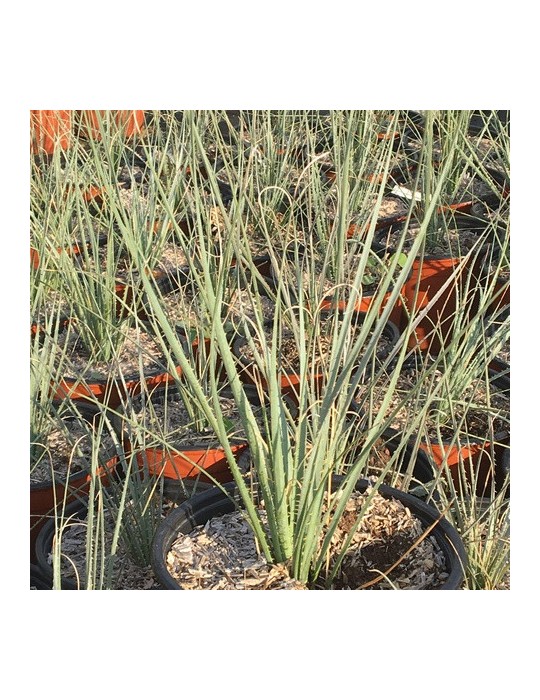 DASYLIRION wheelerii