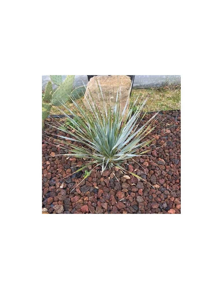 DASYLIRION wheelerii