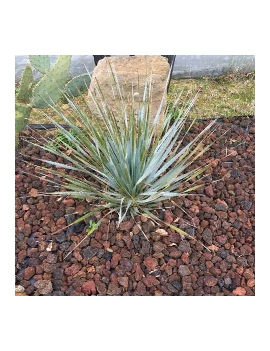 DASYLIRION wheelerii