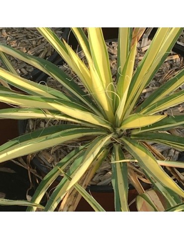 YUCCA filamentosa cv color guard 2