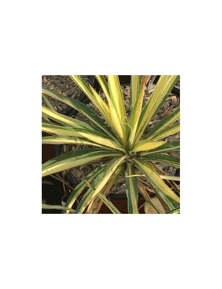 YUCCA filamentosa cv color guard