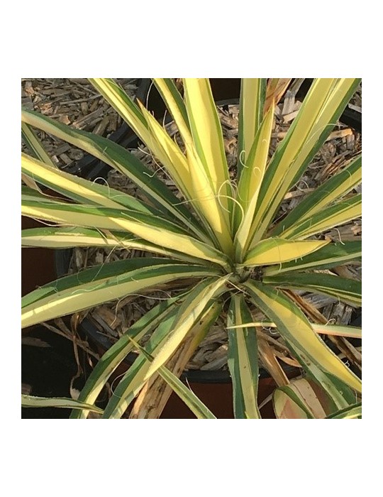 YUCCA filamentosa cv color guard