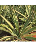 YUCCA gloriosa v. variegata