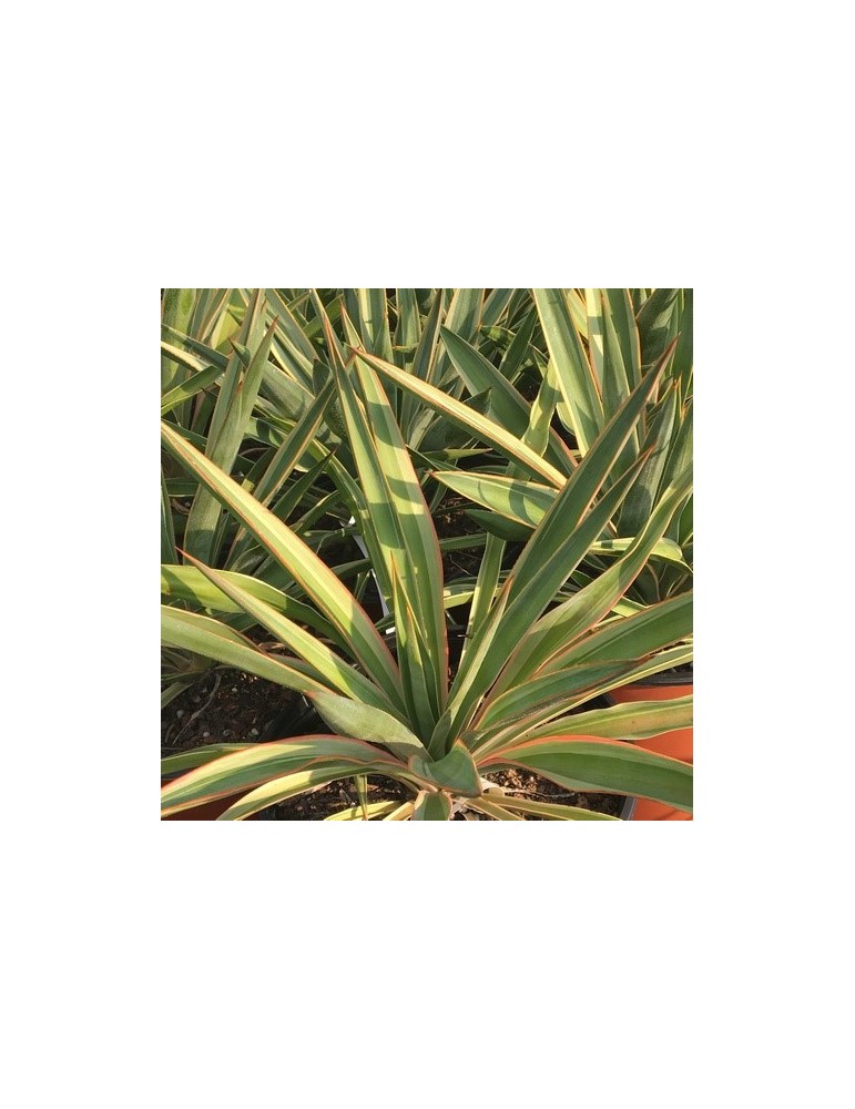 YUCCA gloriosa v. variegata