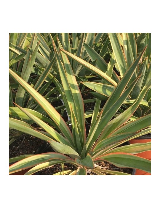 YUCCA gloriosa v. variegata