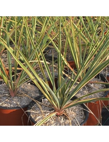 YUCCA filamentosa cv bright edge 2
