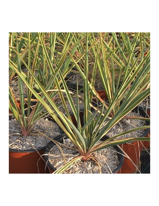 YUCCA filamentosa cv bright edge