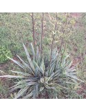 YUCCA filamentosa cv bright edge