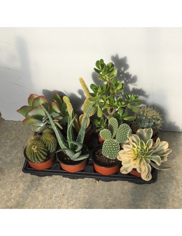 Pot 13 cm