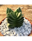 CRASSULA buddha's temple