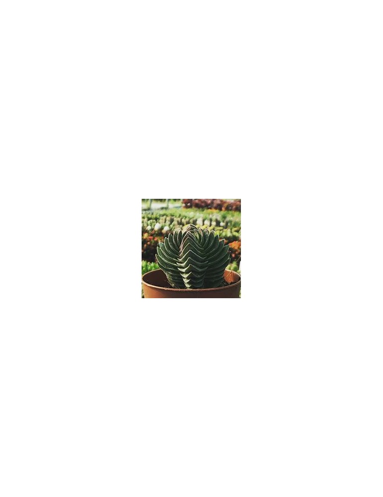 CRASSULA buddha's temple