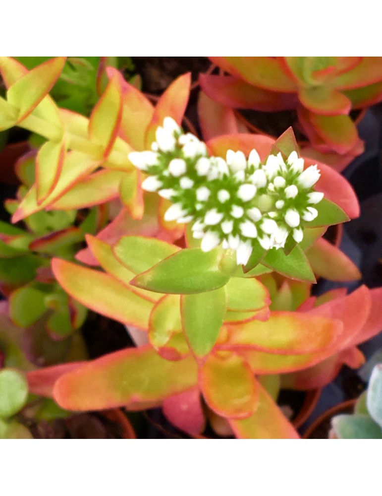 CRASSULA capitela « Campfire »