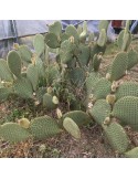 OPUNTIA scheerii