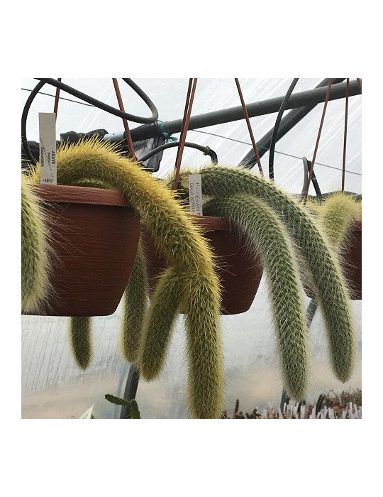 HILDEWINTERA colademononis