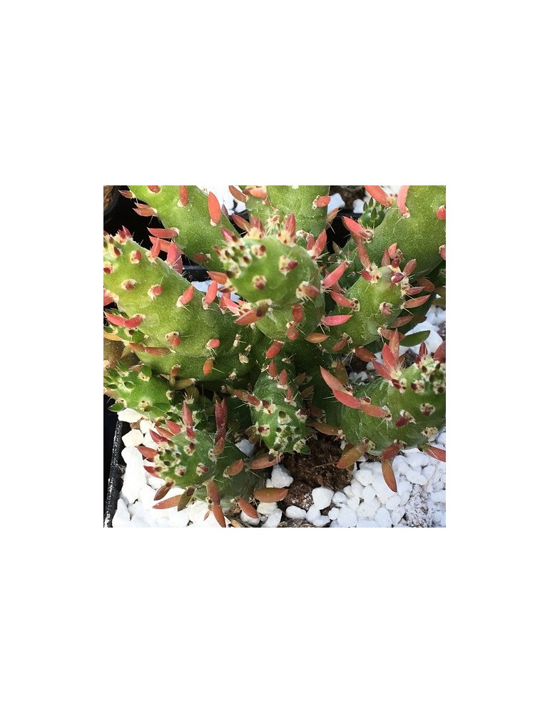 AUSTROCYLINDROPUNTIA subulata