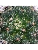 MAMMILLARIA sphaerica