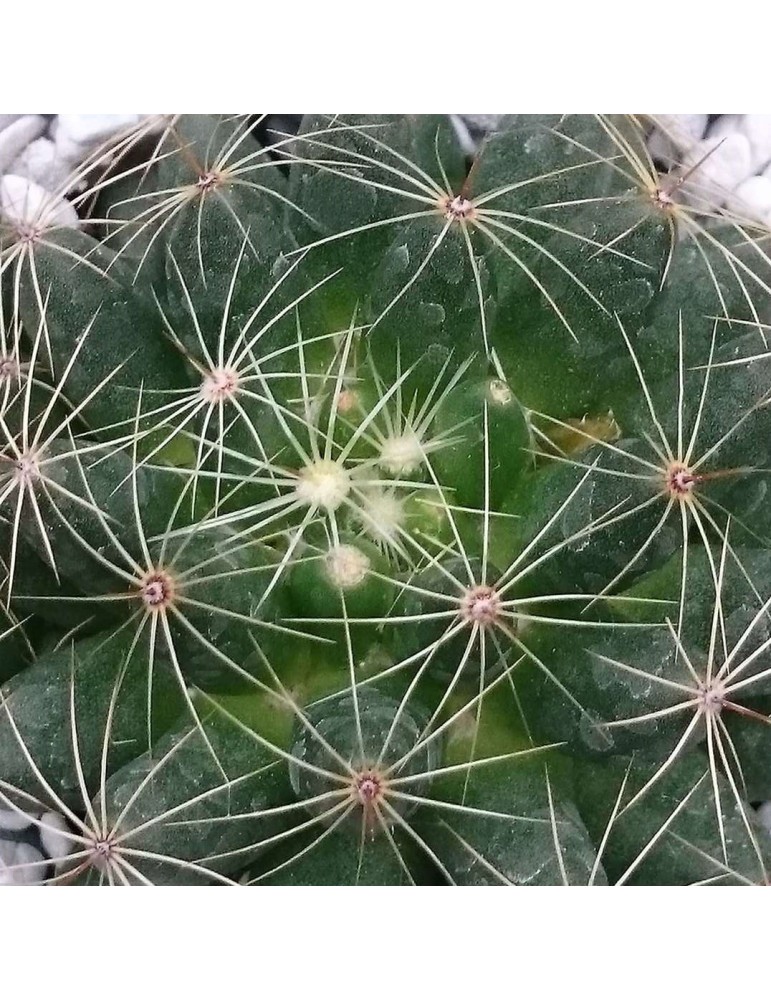 MAMMILLARIA sphaerica