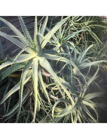 ALOE arborescens v. variegata