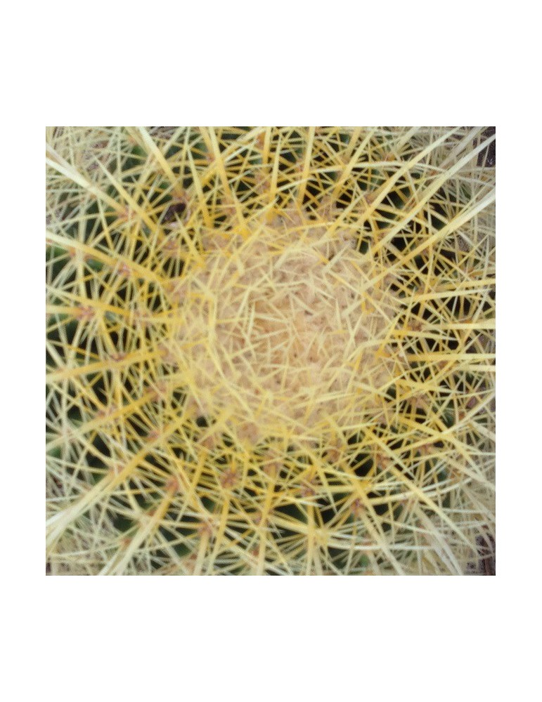 ECHINOCACTUS grusonii