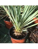 YUCCA rostrata