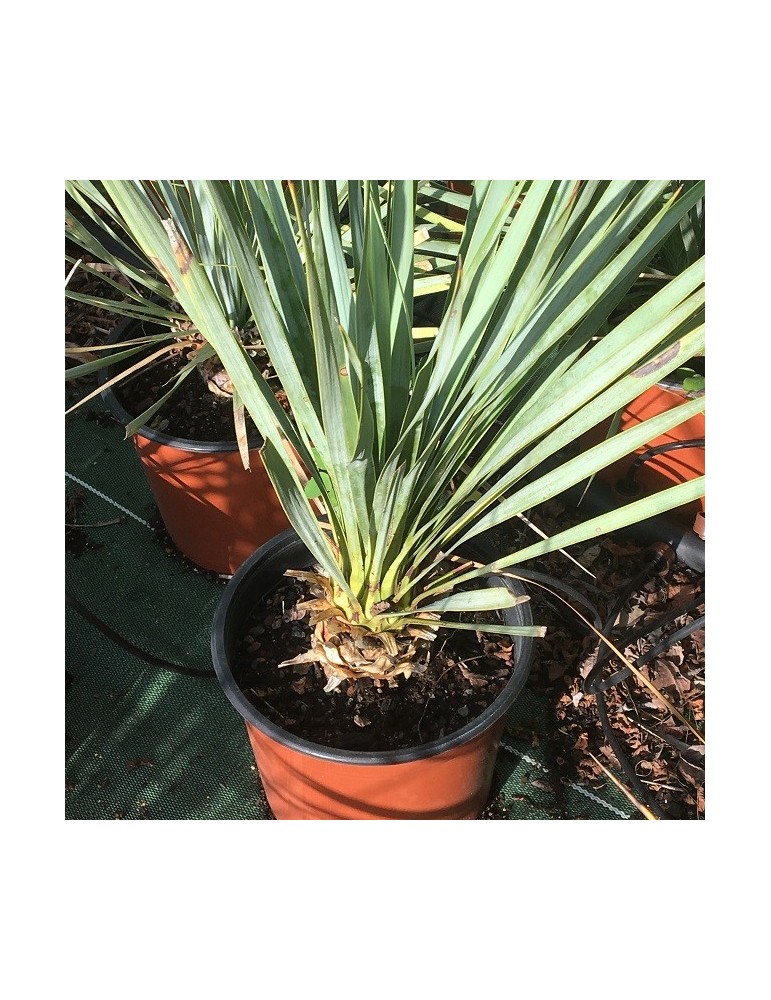 YUCCA rostrata