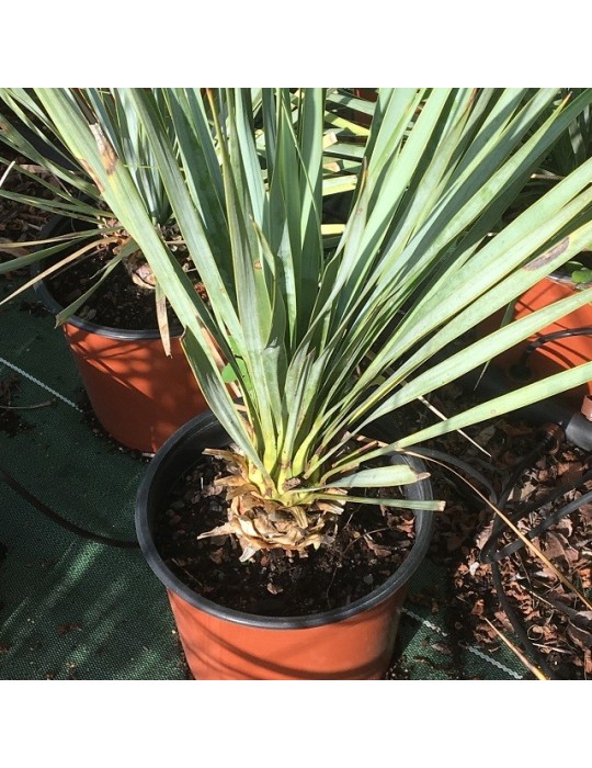 YUCCA rostrata