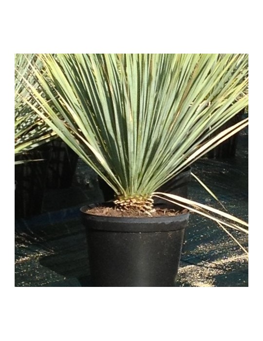 YUCCA rostrata