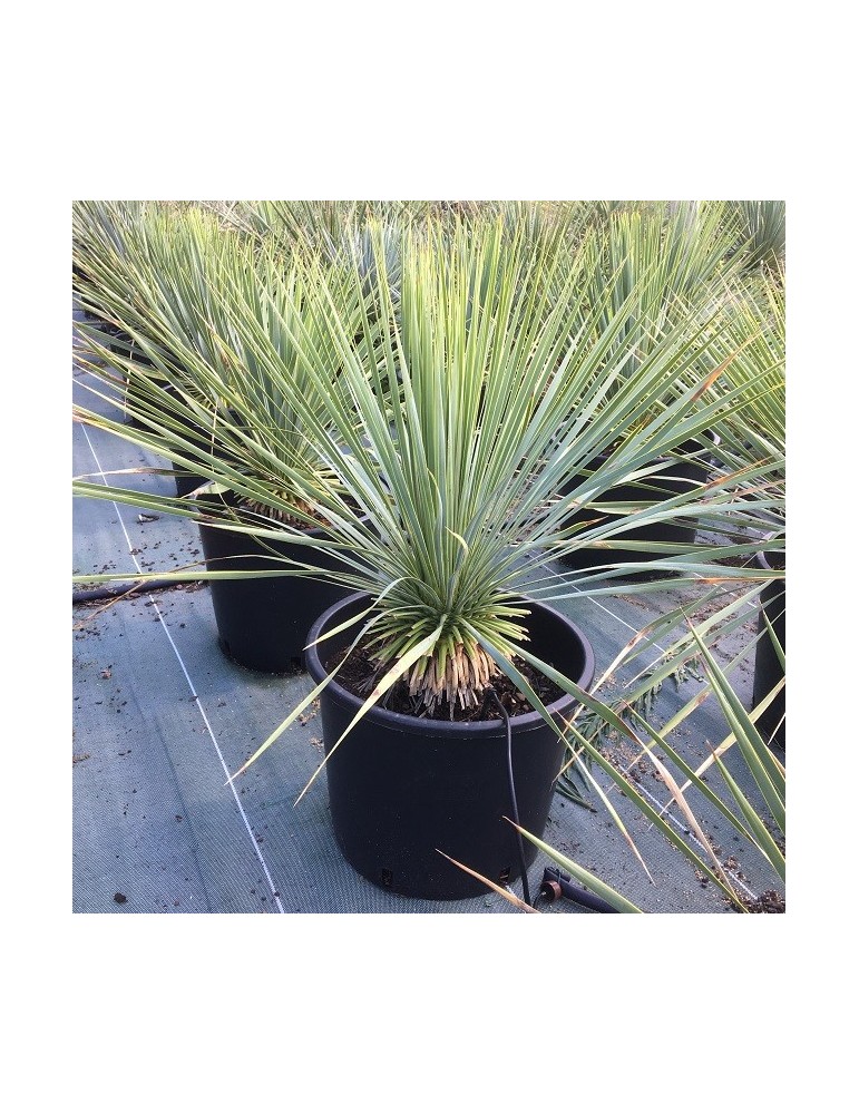 YUCCA rostrata
