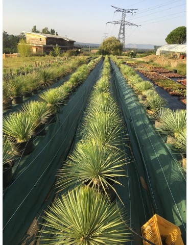 YUCCA rostrata 2
